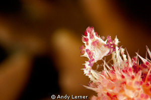Soft coral crab out for a look. by Andy Lerner 